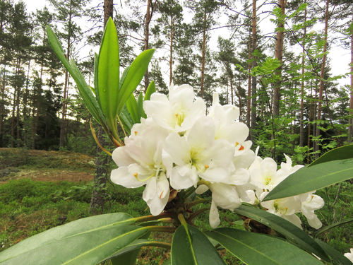 Alppiruusu - Rhododendron 'Lumotar'