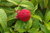 Mansikkavadelma - Rubus illecebrosus