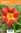 Tarhapäivänlilja - Hemerocallis 'Crown Fire'