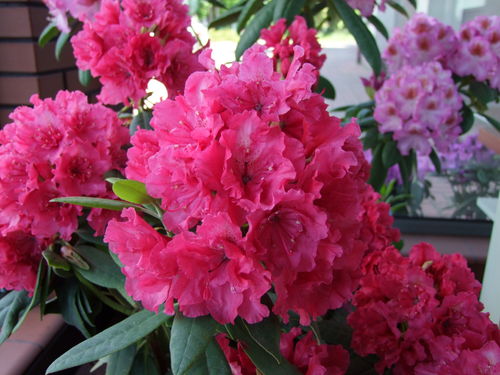 Alppiruusu - Rhododendron 'Double Kiss'