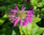 Tarhaväriminttu lila - Monarda ´Knight violet'