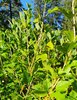 Taikinamarja Ribes alpinum