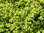 Taikinamarja Ribes alpinum aitataimi