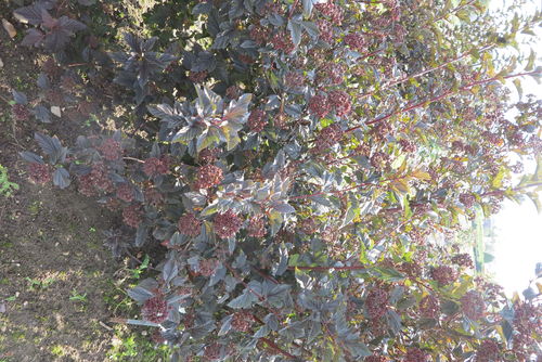 Angervo, Purppuraheisiangervo - Physocarpus opulifolius 'Red Baron' C2