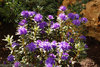 Indigoalppiruusu - Rhododendron russatum 'Lauretta'