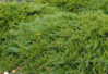 Rohtokataja - Juniperus sabina `Tamariscifolia` C2