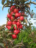 Pilariomenapuu - Malus domestica 'Elina' 80-100