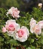 Kanadalainen ruusu - Rosa 'Lambert Closse' C3