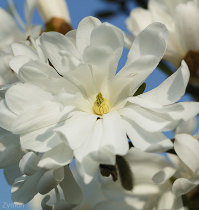 Tähtimagnolia – Magnolia stellata ‘Kikuzaki’ 120-140