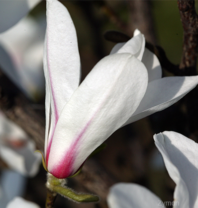 Japaninmagnolia – Magnolia Kobus ‘Rogow’