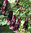 Köynnösukonhattu - Aconitum hemsleyanum