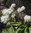 Karhunlaukka - Allium ursinum
