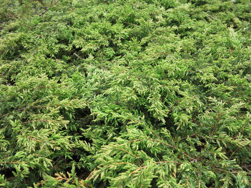 Kääpiökataja - Juniperus communis `Repanda` C7