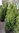 Kartiovalkokuusi - Picea glauca `Perfecta` 100-120