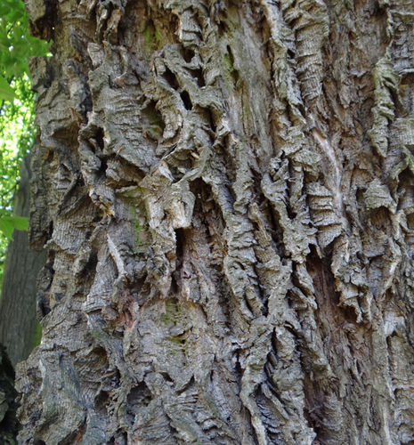 Amurinkorkkipuu - Phellodendron amurense 300-400