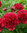 Kiinanpioni - Paeonia lactiflora 'Red Grace'