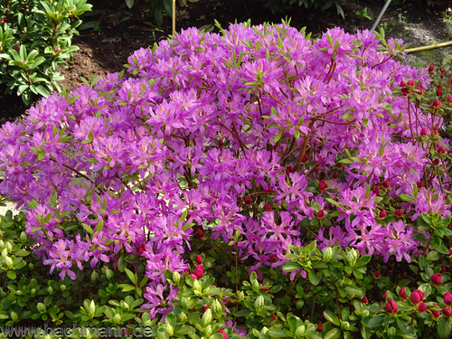 Kanadanatsalea - Rhododendron canadense 'Fraseri' 40-50