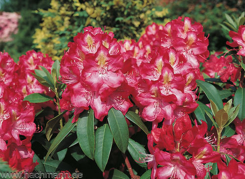 Alppiruusu - Rhododendron 'Junifeuer' EXTRA-SUURI