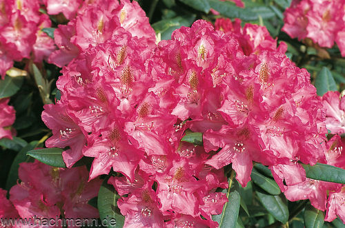 Alppiruusu - Rhododendron 'Fidelius'