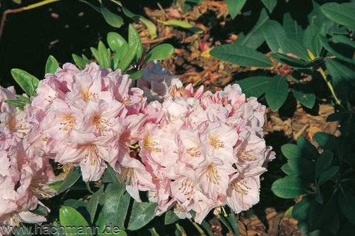 Alppiruusu - Rhododendron 'Duftwolke' 40-50