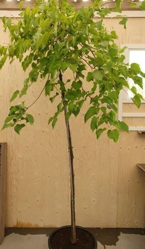 Amurinriippalehmus - Tilia amurensis 'Pendamur' 200-250