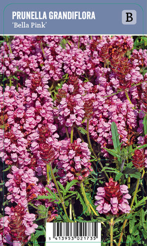 Isoniittyhumala - Prunella grandiflora 'Bella Pink'