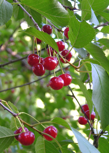 Hapankirsikka - Prunus cerasus 'Sikkola' 150-200