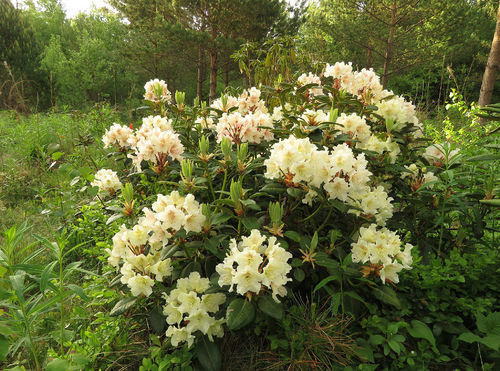 Alppiruusu - Rhododendron 'Kristian's Moonlight'