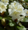 Alppiruusu - Rhododendron 'Nikodemus'