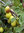Herkkuluumu - Prunus cerasifera 'Vetraz' 150-200