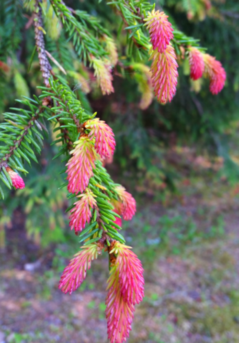 Purppurasurukuusi - Picea abies 'Punapaula' 60-80