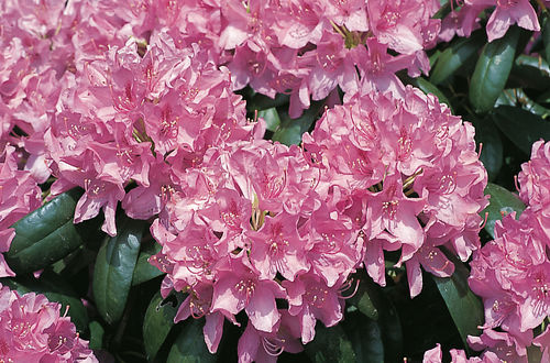 Alppiruusu - Rhododendron `Roseum Elegans`