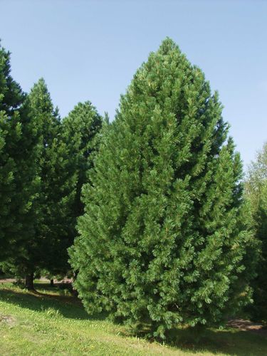 Sembramänty - Pinus cembra