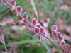 Mirripaju Salix gracilistyla  'Mt Aso' 100-