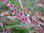 Mirripaju Salix gracilistyla 'Mt Aso' 100-
