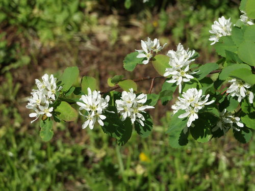 Saskatoon - Amelanchier alnifolia 'Thiessen'