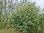 Saskatoon - Amelanchier alnifolia 'Thiessen'