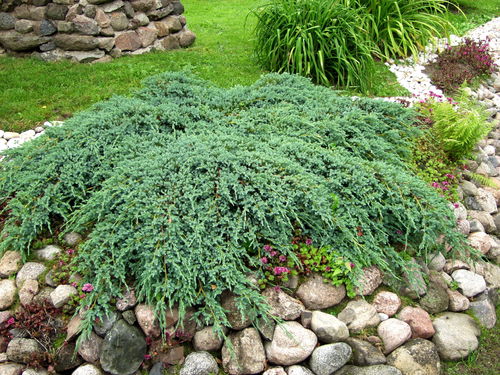Lamosinikataja - Juniperus squamata `Blue Carpet` C3