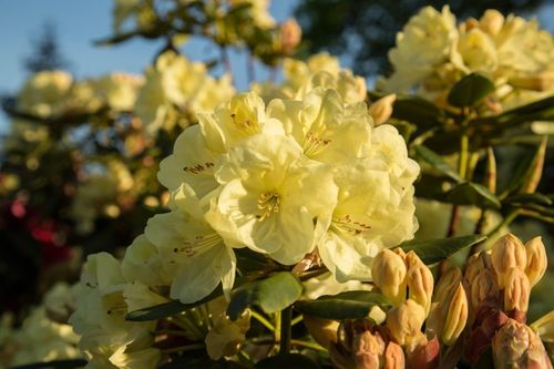 Alppiruusu - Rhododendron `Goldinetta` EXTRA-SUURI