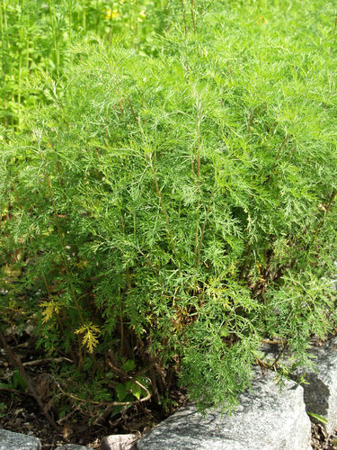 Aaprotti - Artemisia abronatum