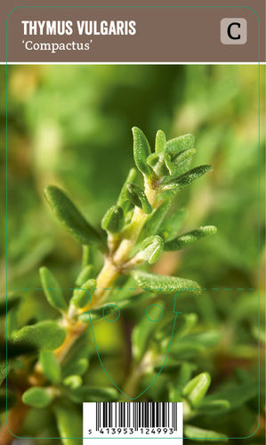 Timjami - Thymus vulgaris 'Compactus'