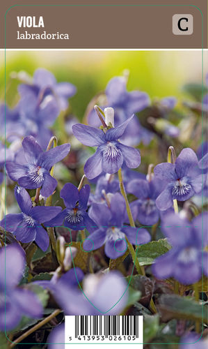 Purppuraorvokki - Viola labradorica
