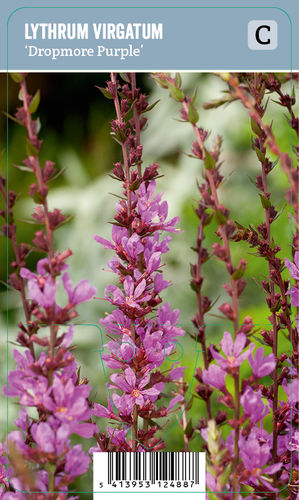 Etelänrantakukka - Lythrum virgatum 'Dropmore Purple'