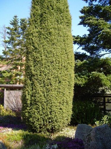 Kiinankataja - Juniperus chinensis 'Stricta'