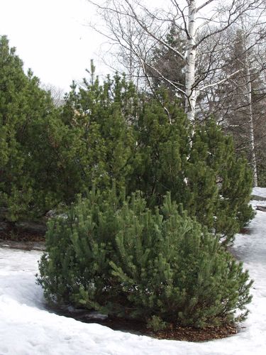 Vuorimänty - Pinus mugo mughus 30-40cm